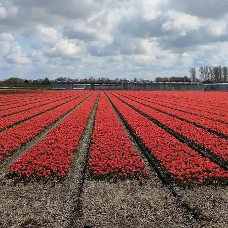 Family Escape Near Keukenhof